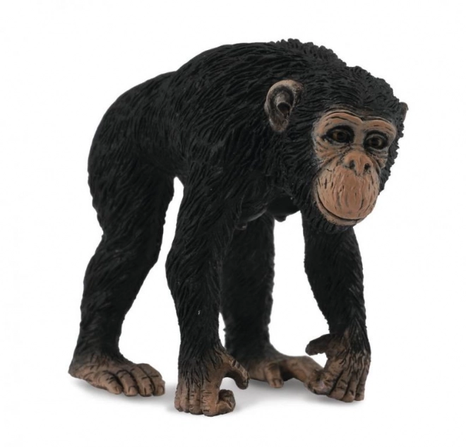 Chimpanzé - femelle