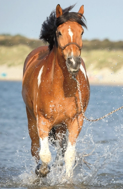 Puzzle Monde des chevaux : rafraîchissement dans la rivière 54 pièces