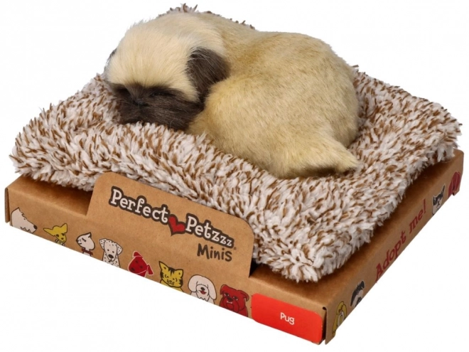Adorable chiot carlin Perfect Petzzz