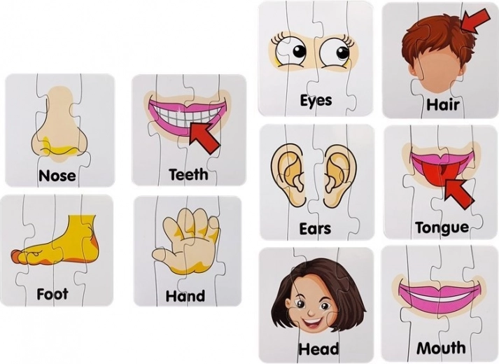 Illustrations claires des parties du corps