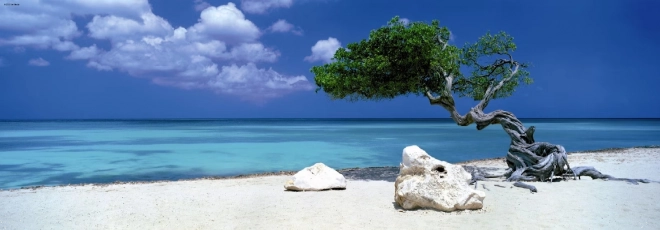 Puzzle panoramique Divi Divi tree à Aruba 1000 pièces HEYE