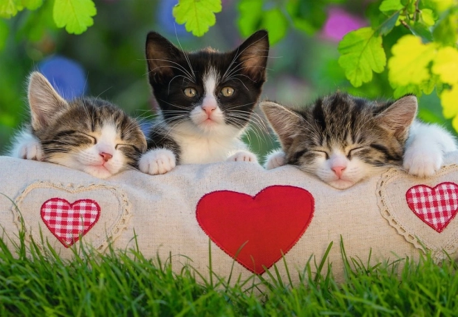 Puzzle 2x24 Chatons