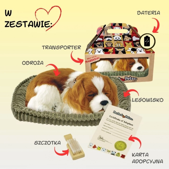 Chiot Cavalier respirant