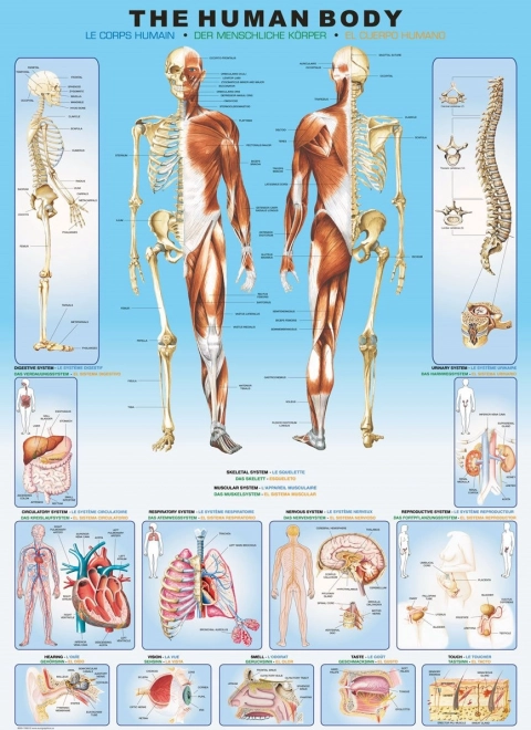 Puzzle EuroGraphics Corps humain 1000 pièces