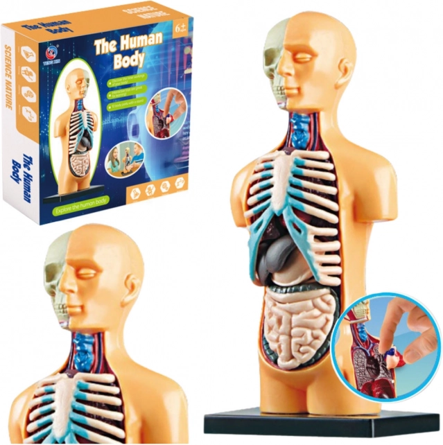 Modèle d’anatomie humaine pour l’éducation