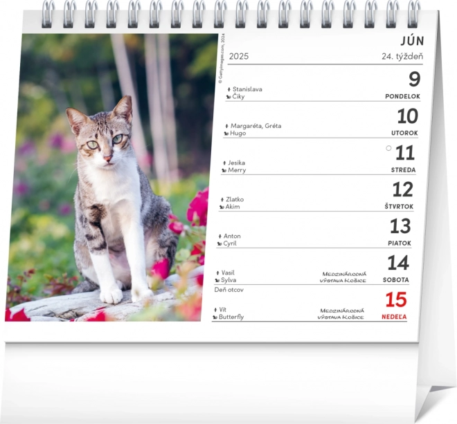 Calendrier de bureau NOTIQUE Chats – avec noms de chats 2025, 16,5 x 13 cm