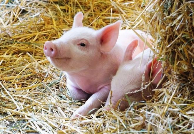 La magie de la vie à la ferme