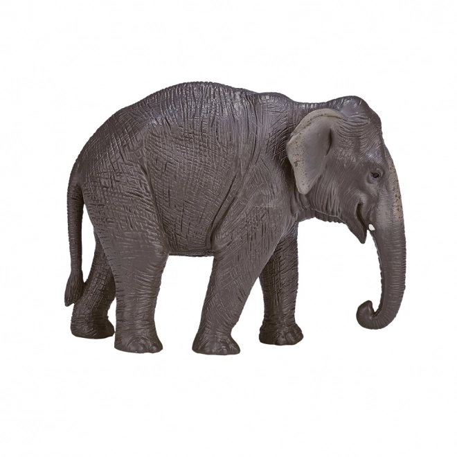 Mojo Éléphant indien