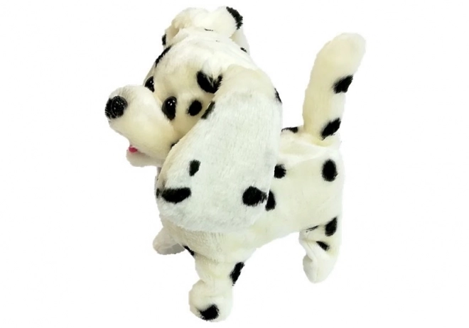 Dalmatien contrôlé par laisse Pilot Bone