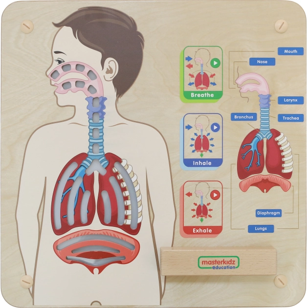 Tableau éducatif en bois Respiration de Masterkidz
