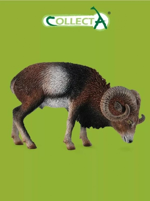Mouflon européen