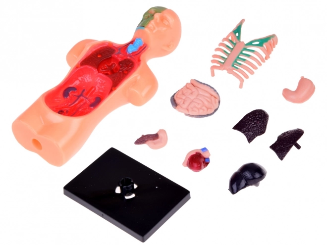 Modèle éducatif du corps humain avec organes