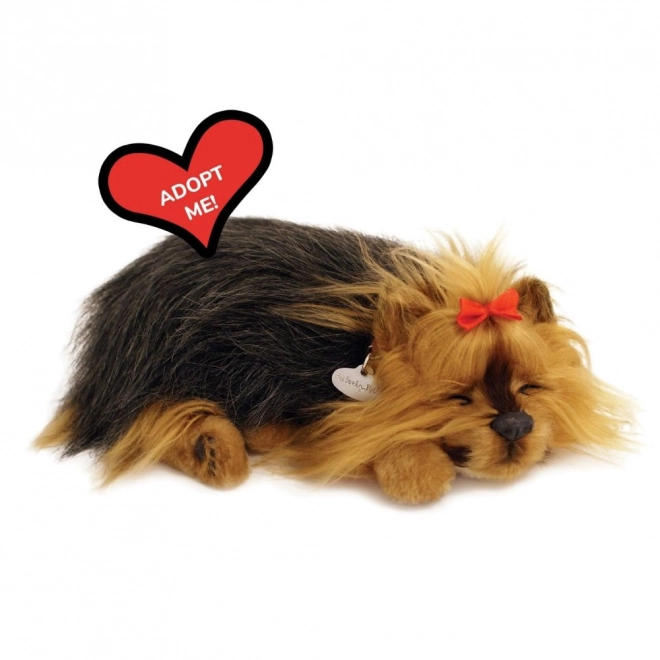 Perfektnd Petzzz Chiot York Aboyant