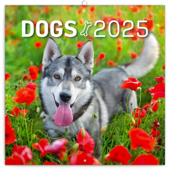 Calendrier avec notes Chiens 2025, 30 × 30 cm