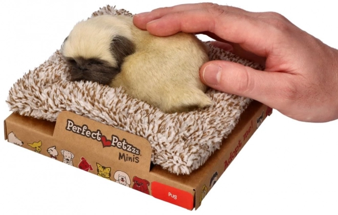 Adorable chiot carlin Perfect Petzzz