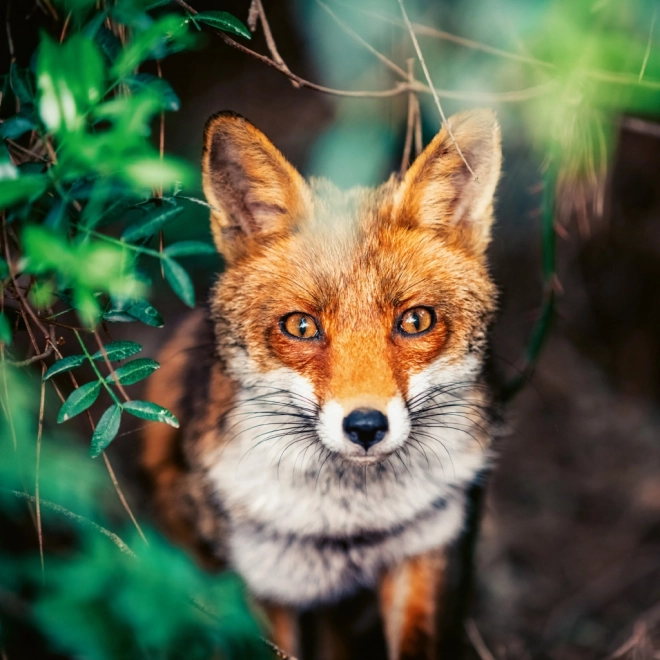 Calendrier de notes Animaux Sauvages 2026