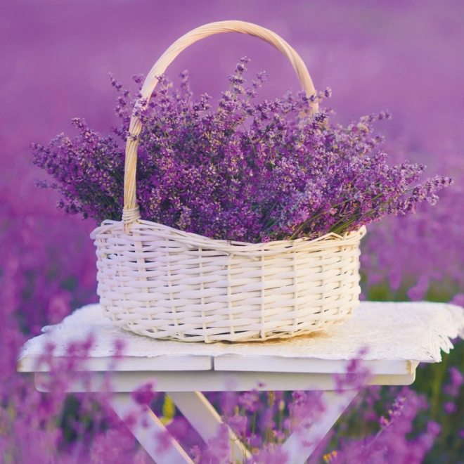 Calendrier à notes Provence 2026