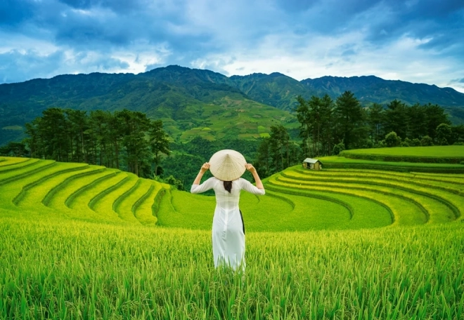 Puzzle 1000 pièces Rizières au VIETNAM