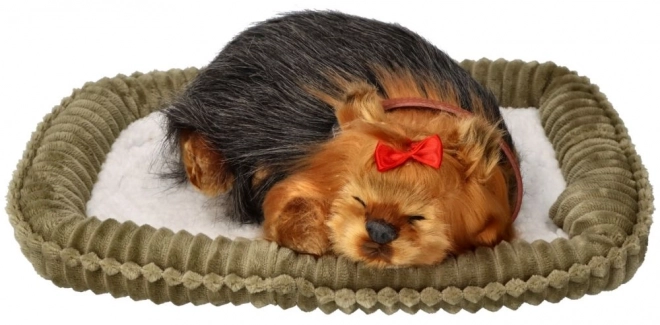 Perfektnd Petzzz Chiot York Aboyant
