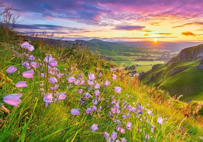Puzzle Campanules au lever du soleil 500 pièces
