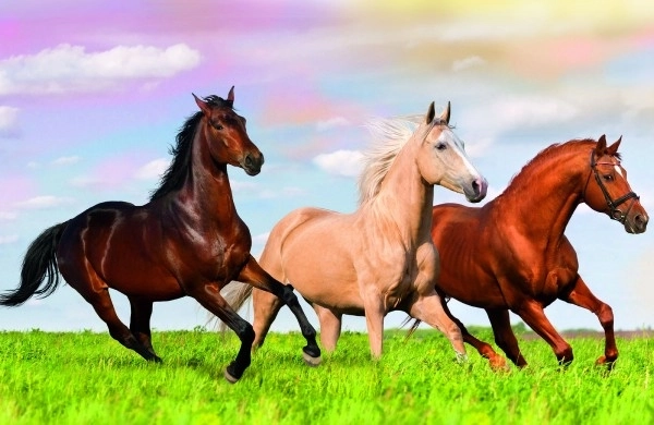 Minipuzzle 54 pièces Chevaux 4 types dans une boîte 9x6,5x4cm
