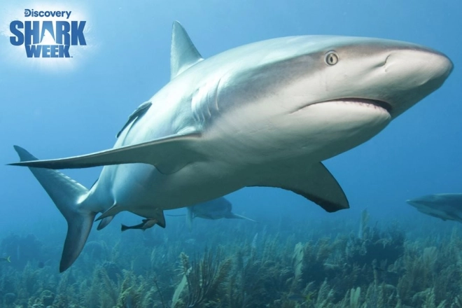 PRIME Puzzle 3D Requin Pérez 3D 150 pièces