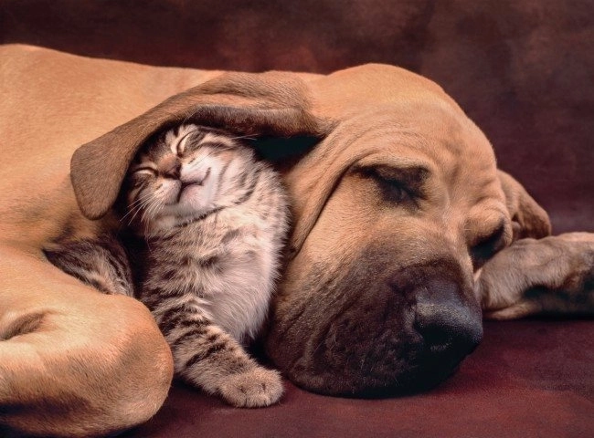 Puzzle Clementoni 500 pièces Cuddles
