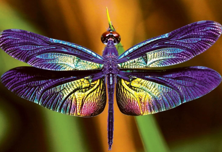 Puzzle Nature colorée : Libellule 250 pièces