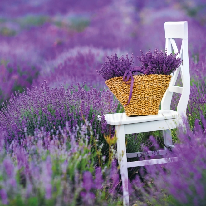 Calendrier à notes Provence 2026
