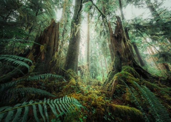 Puzzle 1000 pièces Forêts Ravensburger