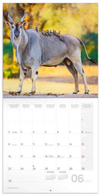 Calendrier Bloc-notes Afrique Sauvage 2025, 30 × 30 cm