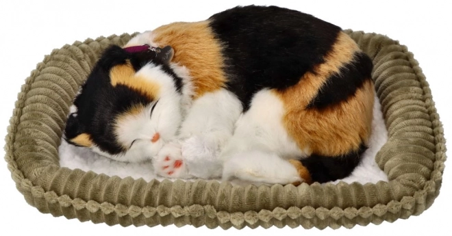 Adopte-moi petit chaton tricolore respirant