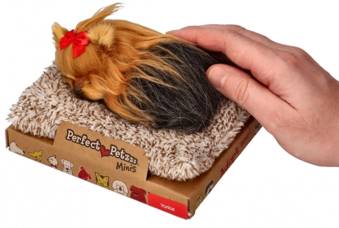 Le parfait petit compagnon chiot York