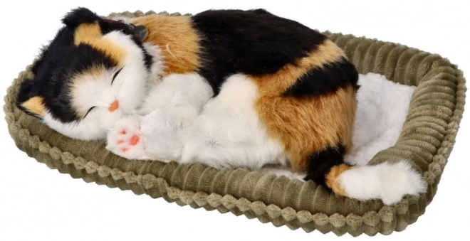 Adopte-moi petit chaton tricolore respirant