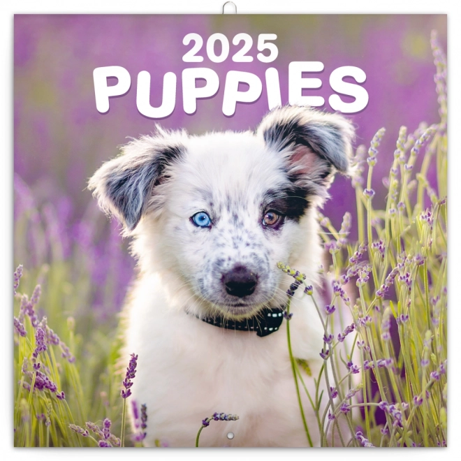 Calendrier de Notes Chiots 2025, 30 × 30 cm
