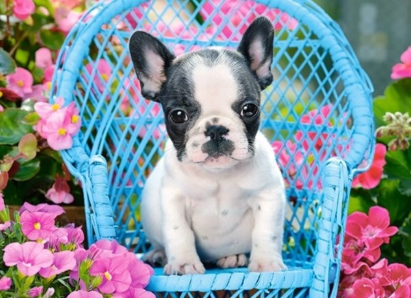 Puzzle 100 pièces Bouledogue français