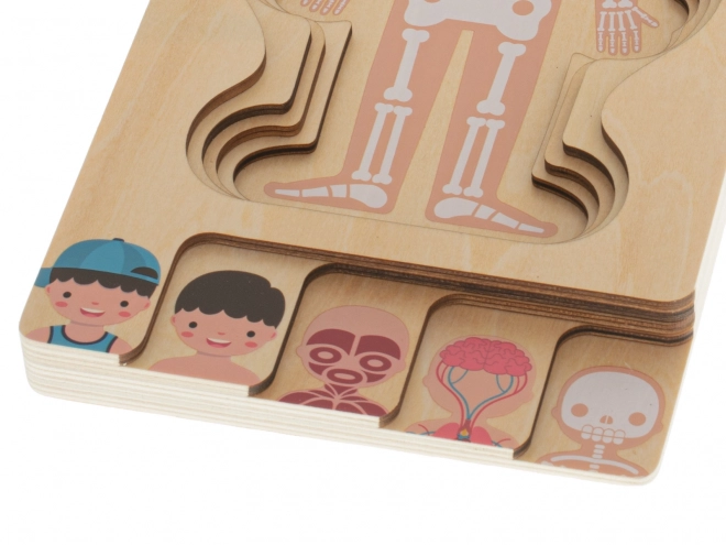 Puzzle en bois multicouche le corps humain Montessori