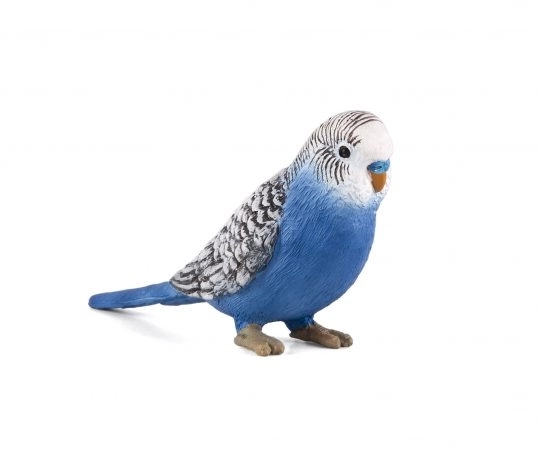 Mojo Perruche bleue