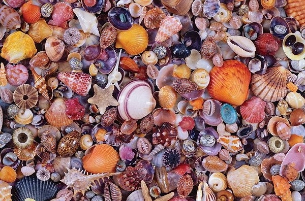 Puzzle Coquillages 1000 pièces