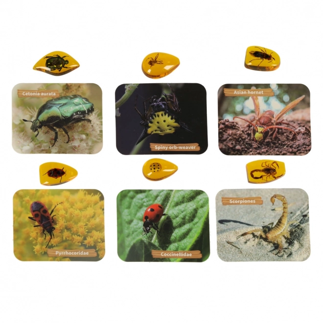Ensemble éducatif archéologique Insectes dans l'Ambre