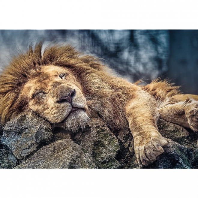 Puzzle Lion Endormi 1000 pièces dans une boîte 40x27x6cm