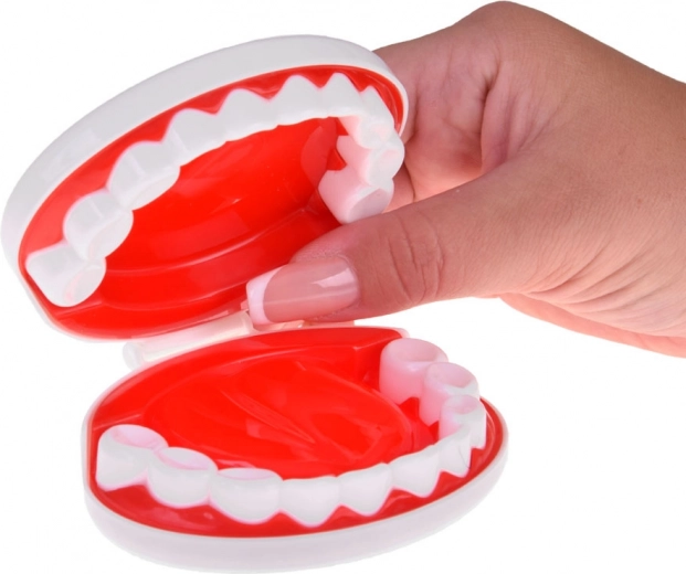 Coin dentiste avec modèle de mâchoire