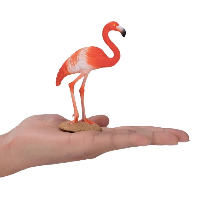 Mojo Flamant Américain
