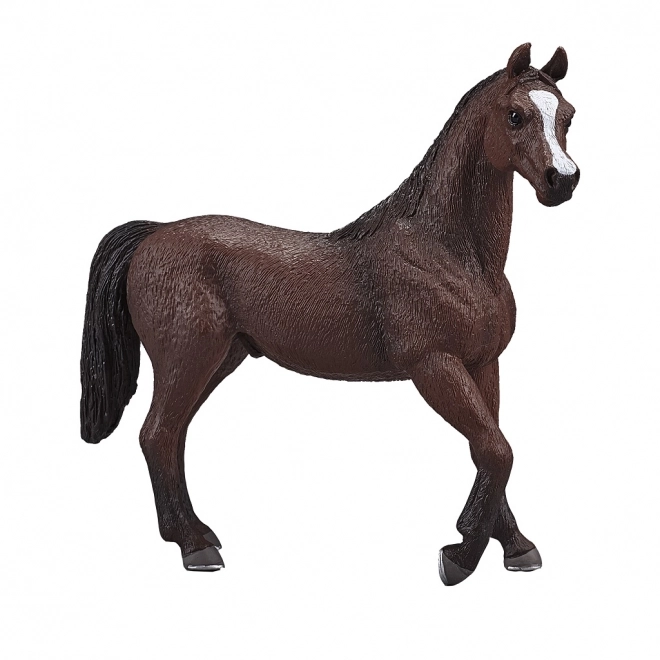 Mojo étalon arabe
