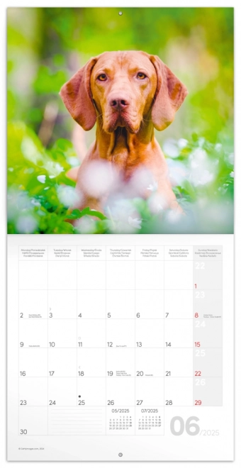 Calendrier avec notes Chiens 2025, 30 × 30 cm