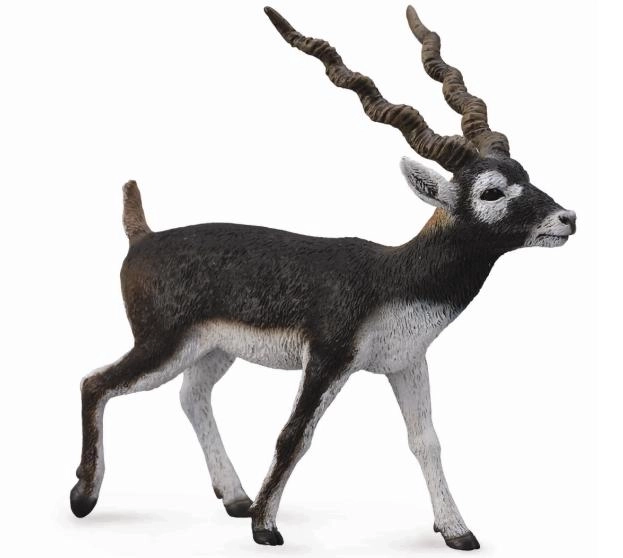 Antilope cerf