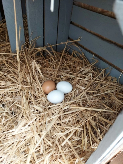 Œufs en bois dans une boîte de 6 pièces