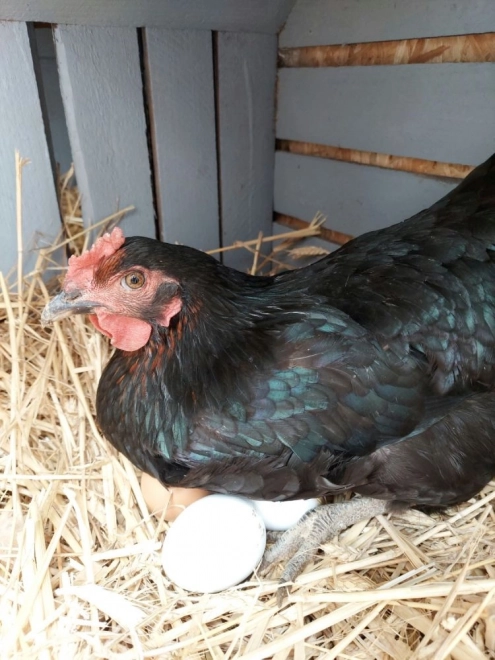 Œufs en bois dans une boîte de 6 pièces