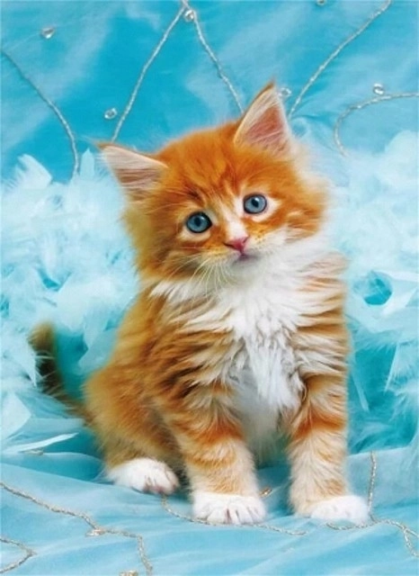 Peinture diamant – chaton roux sur fond bleu 30 × 40 cm