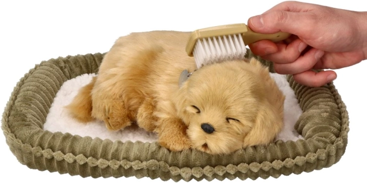 Adoptez un chiot Golden Retriever qui respire